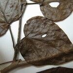 Solanum endopogon Altul/Alta