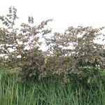 Piliostigma thonningii Συνήθη χαρακτηριστικά