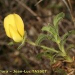 Ononis ramosissima Квітка