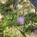 Cheirolophus sempervirens Blomma