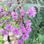 Vernonia noveboracensis Flower