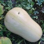 Cucurbita moschata 果實