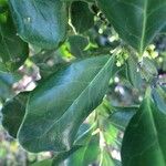 Euclea racemosa 葉