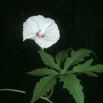 Distimake dissectus Flor