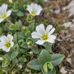 Cerastium latifolium 花