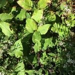 Polemonium reptans Листок