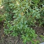 Osmanthus × burkwoodii Hostoa