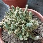 Cylindropuntia fulgida Folha