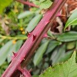 Rubus armeniacus Bark