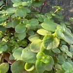 Crassula multicava Blad