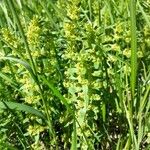 Cruciata glabra Hoja
