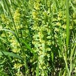 Cruciata glabra Blad