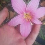 Zephyranthes robusta Çiçek