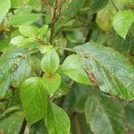 Plectranthus ecklonii Leaf