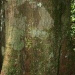 Virola michelii Corteza