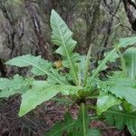 Sonchus fruticosus Hoja