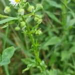 Erigeron strigosusLevél