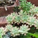 Sedum adolphi Hostoa