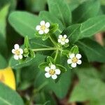 Euphorbia pubentissima Blomma