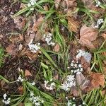 Allium neapolitanum Leaf