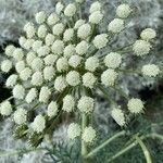 Seseli gummiferum 花