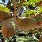 Sterculia apetala Plod