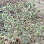 Eryngium campestreList