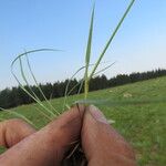 Digitaria monodactyla Leaf