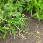 Boerhavia erecta Flor