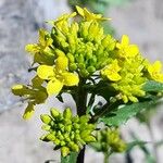 Sinapis arvensis Fula
