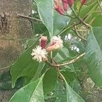 Syzygium aromaticum Flower