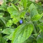 Pentaglottis sempervirens Blad