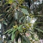 Ficus macrophylla Leaf