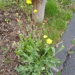 Crepis foetida Habitatea