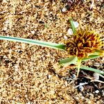 Cyperus capitatus Flor