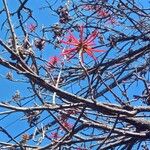 Erythrina americana Flower