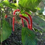 Acalypha hispida Muu