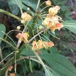 Impatiens auricoma Blomst