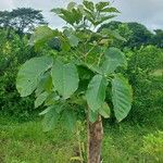 Tabebuia rosea Leaf