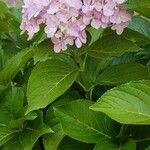 Hydrangea macrophyllaBlomst