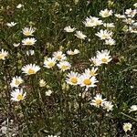 Leucanthemum heterophyllum Žiedas