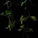 Aristolochia cymbifera Хабит