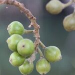 Ficus sur Fruto