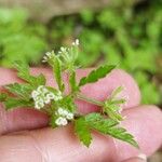 Chaerophyllum temulumFlower