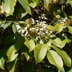 Holboellia coriacea Fiore