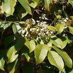 Holboellia coriacea Blüte