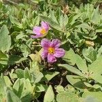 Cistus albidusFlor