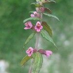 Odontites litoralis Fula
