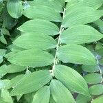 Polygonatum biflorum Blad