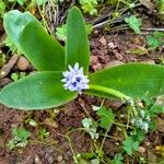 Scilla latifolia Flower